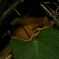 Litoria ewingii (Ewing's Tree Frog) at Freshwater Creek, VIC - 6 Sep 2022 by WendyEM