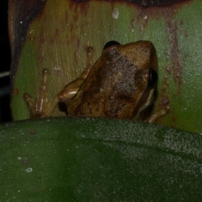 Litoria ewingii (Ewing's Tree Frog) at Freshwater Creek, VIC - 6 Sep 2022 by WendyEM