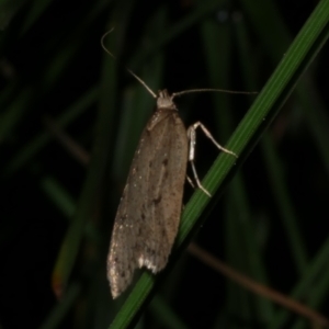 Eulechria convictella at Freshwater Creek, VIC - 9 Sep 2022 09:01 PM