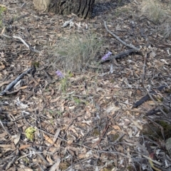 Hovea heterophylla at Chiltern, VIC - 14 Aug 2024 11:48 AM