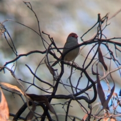 Neochmia temporalis (Red-browed Finch) at Chiltern, VIC - 14 Aug 2024 by Darcy