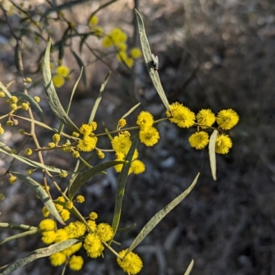 Acacia verniciflua (Varnish Wattle) at Cootamundra, NSW - 15 Aug 2024 by Darcy