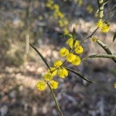 Acacia verniciflua at Cootamundra, NSW - 15 Aug 2024