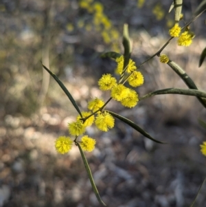 Acacia verniciflua at Cootamundra, NSW - 15 Aug 2024