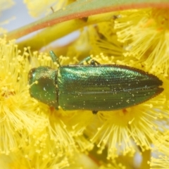 Melobasis obscurella (Obscurella jewel beetle) at Yarralumla, ACT - 16 Aug 2024 by Harrisi