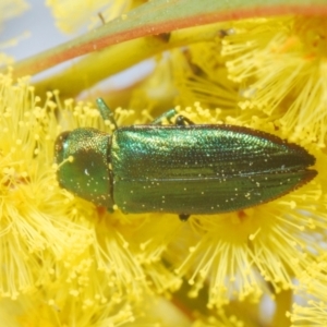 Melobasis obscurella at Yarralumla, ACT - 16 Aug 2024