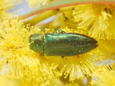 Melobasis obscurella (Obscurella jewel beetle) at Yarralumla, ACT - 16 Aug 2024 by Harrisi