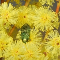 Melobasis obscurella at Yarralumla, ACT - 16 Aug 2024