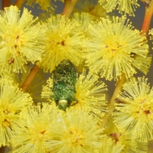 Melobasis obscurella at Yarralumla, ACT - 16 Aug 2024