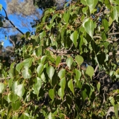 Brachychiton populneus subsp. populneus at Cootamundra, NSW - 15 Aug 2024 03:38 PM