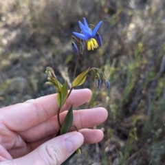 Stypandra glauca at Cootamundra, NSW - 15 Aug 2024 03:45 PM