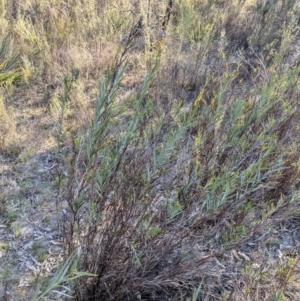 Stypandra glauca at Cootamundra, NSW - 15 Aug 2024 03:45 PM