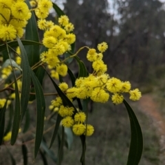 Acacia pycnantha (Golden Wattle) at Tarcutta, NSW - 16 Aug 2024 by Darcy