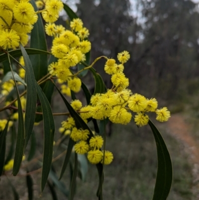 Acacia pycnantha (Golden Wattle) at Tarcutta, NSW - 16 Aug 2024 by Darcy