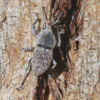 Polyphrades paganus (A weevil) at Yarralumla, ACT - 16 Aug 2024 by Harrisi