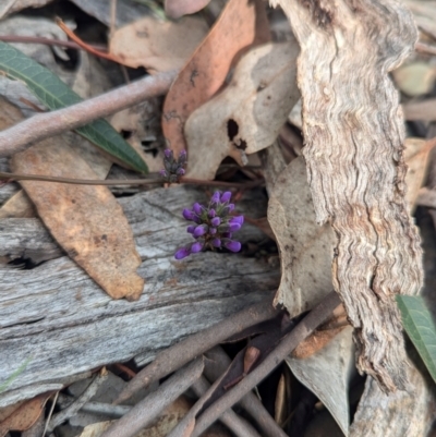 Hardenbergia violacea (False Sarsaparilla) at Tarcutta, NSW - 16 Aug 2024 by Darcy