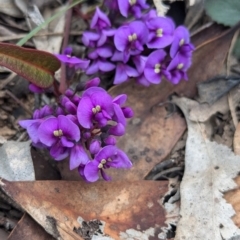 Hardenbergia violacea (False Sarsaparilla) at Tarcutta, NSW - 16 Aug 2024 by Darcy