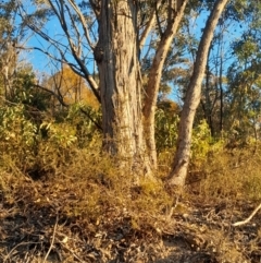 Eucalyptus nortonii (Mealy Bundy) at Kambah, ACT - 11 Aug 2024 by Venture