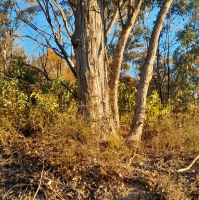 Eucalyptus nortonii (Mealy Bundy) at Kambah, ACT - 11 Aug 2024 by Venture