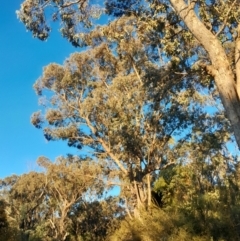 Eucalyptus nortonii at Kambah, ACT - 11 Aug 2024