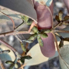 Eucalyptus nortonii at Kambah, ACT - 11 Aug 2024 04:46 PM