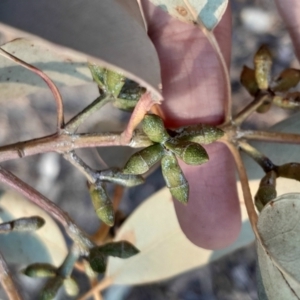 Eucalyptus nortonii at Kambah, ACT - 11 Aug 2024 04:46 PM