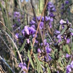 Hovea heterophylla (Common Hovea) at Kambah, ACT - 11 Aug 2024 by Venture