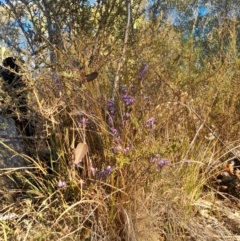 Hovea heterophylla at Kambah, ACT - 11 Aug 2024 04:40 PM