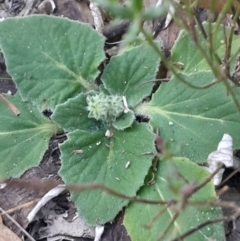 Cymbonotus sp. (preissianus or lawsonianus) (Bears Ears) at Kambah, ACT - 11 Aug 2024 by Venture