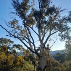 Eucalyptus rubida subsp. rubida (Candlebark) at Kambah, ACT - 11 Aug 2024 by Venture