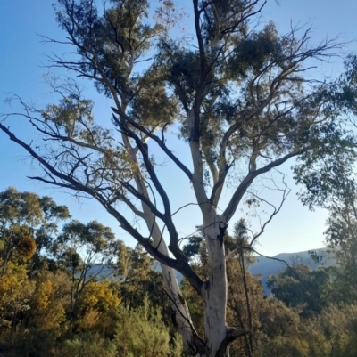 Eucalyptus rubida subsp. rubida (Candlebark) at Kambah, ACT - 11 Aug 2024 by Venture