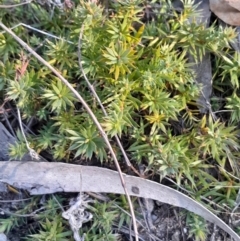 Styphelia humifusum (Cranberry Heath) at Kambah, ACT - 11 Aug 2024 by Venture