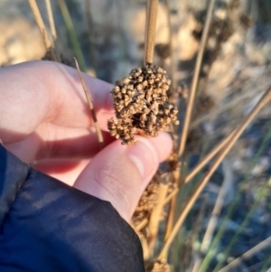 Juncus australis at Kambah, ACT - 11 Aug 2024