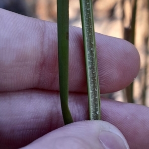 Juncus australis at Kambah, ACT - 11 Aug 2024