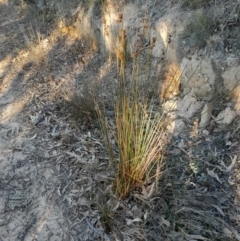 Juncus australis at Kambah, ACT - 11 Aug 2024