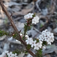 Styphelia attenuata (Small-leaved Beard Heath) at Kambah, ACT - 11 Aug 2024 by Venture