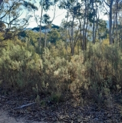 Cassinia longifolia (Shiny Cassinia, Cauliflower Bush) at Kambah, ACT - 11 Aug 2024 by Venture