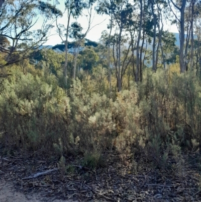 Cassinia longifolia (Shiny Cassinia, Cauliflower Bush) at Kambah, ACT - 11 Aug 2024 by Venture