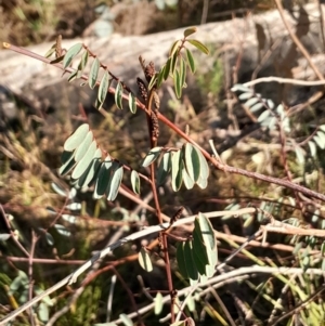 Indigofera australis subsp. australis at Kambah, ACT - 11 Aug 2024 04:16 PM