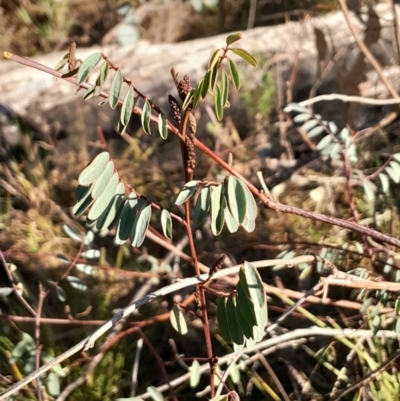 Indigofera australis subsp. australis (Australian Indigo) at Kambah, ACT - 11 Aug 2024 by Venture