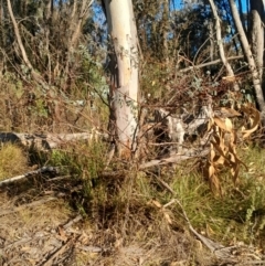 Indigofera australis subsp. australis at Kambah, ACT - 11 Aug 2024 04:16 PM