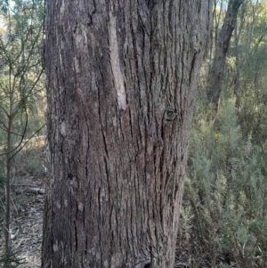 Eucalyptus bridgesiana at Kambah, ACT - 11 Aug 2024