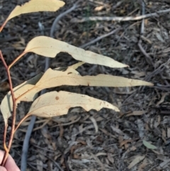 Eucalyptus bridgesiana at Kambah, ACT - 11 Aug 2024 04:15 PM