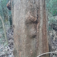 Eucalyptus fastigata (Brown Barrel) at Paddys River, ACT - 11 Aug 2024 by Venture