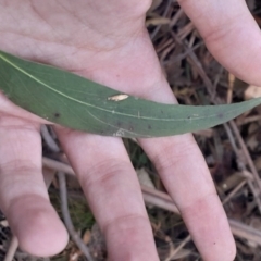 Eucalyptus fastigata at Paddys River, ACT - 11 Aug 2024