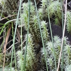 Unidentified Moss, Liverwort or Hornwort at Paddys River, ACT - 11 Aug 2024 by Venture