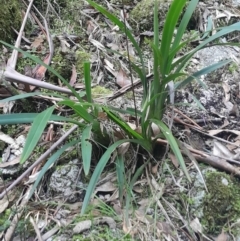 Dianella tasmanica (Tasman Flax Lily) at Paddys River, ACT - 11 Aug 2024 by Venture