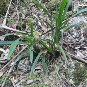 Dianella tasmanica at Paddys River, ACT - 11 Aug 2024 03:00 PM