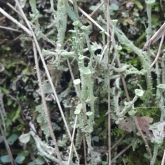 Cladonia sp. (genus) (Cup Lichen) at Paddys River, ACT - 11 Aug 2024 by Venture