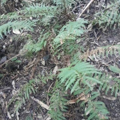 Polystichum proliferum (Mother Shield Fern) at Paddys River, ACT - 11 Aug 2024 by Venture